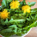 The Surprising Benefits of Eating Dandelions Every Day