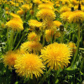 The Hidden Dangers of Dandelion: What You Need to Know