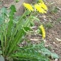 The Benefits of Dandelion Tea for Weight Loss