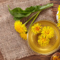 The Power of Dandelion for Bloating Relief