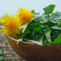 The Power of Dandelion: A Detoxifying Herb for Optimal Health