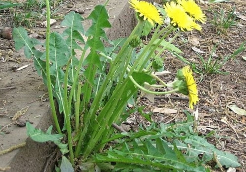 The Power of Dandelion Root for Weight Loss