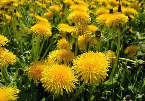 The Hidden Dangers of Dandelion: What You Need to Know